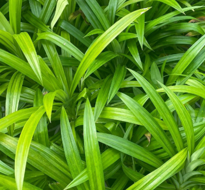 Lá Dứa Đông Lạnh - Hình ảnh 3